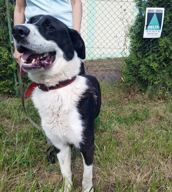 Pies do adopcji, Konin, 20 maja 2024 (3/3)