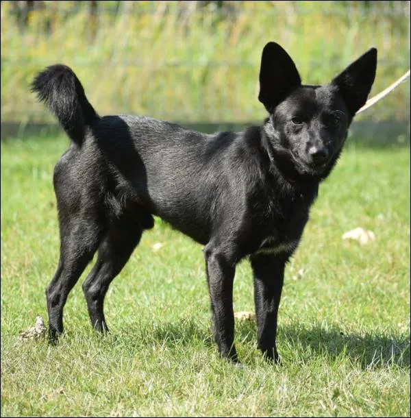 Znaleziono psa, Grudziądz, 12 czerwca 2024