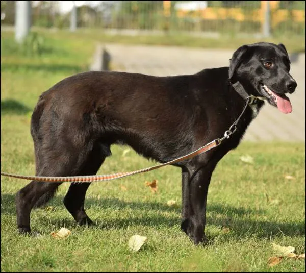 Znaleziono psa, Grudziądz, 21 czerwca 2024