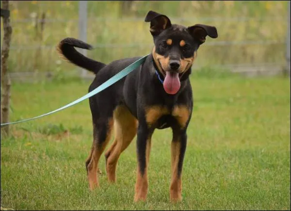 Znaleziono psa, Grudziądz, 16 maja 2024