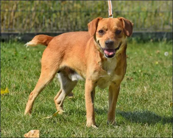 Znaleziono psa, Grudziądz, 19 czerwca 2024