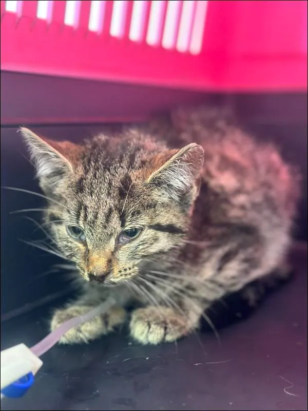 Znaleziono kota, Grudziądz, 9 sierpnia 2024