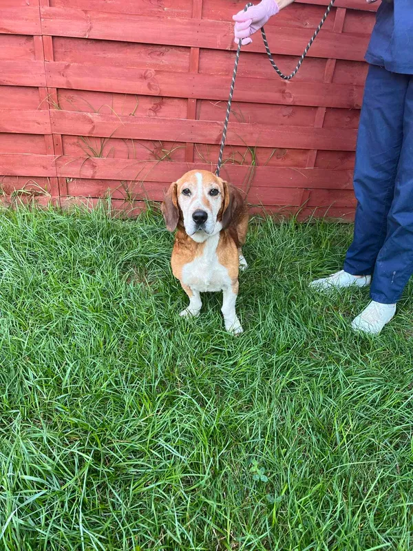 Znaleziono psa, Czartki, 9 sierpnia 2024