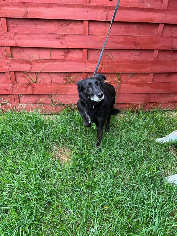 Znaleziono psa, Czartki, 9 sierpnia 2024