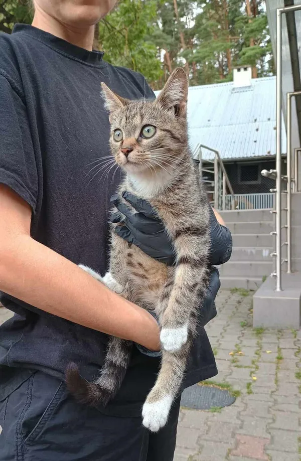 Kot do adopcji, Włocławek, 8 sierpnia 2024 (1/3)