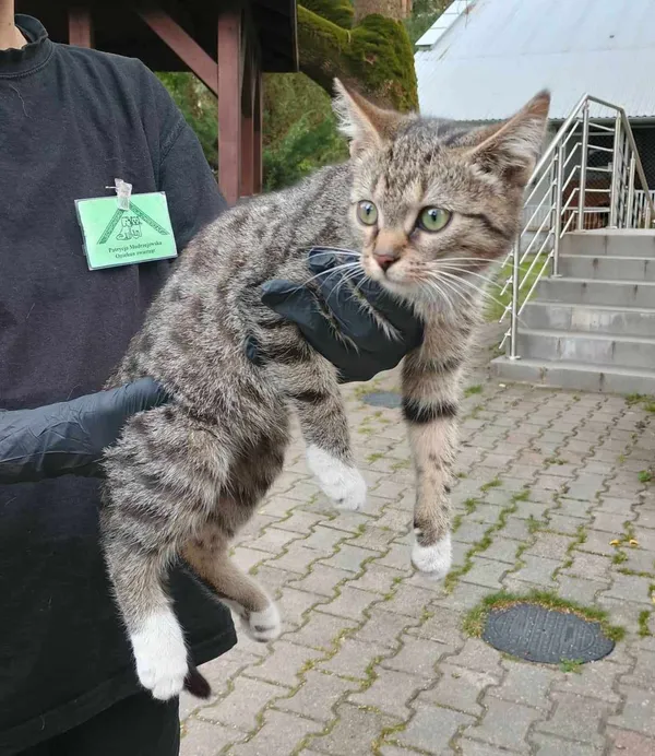 Kot do adopcji, Włocławek, 8 sierpnia 2024 (2/3)