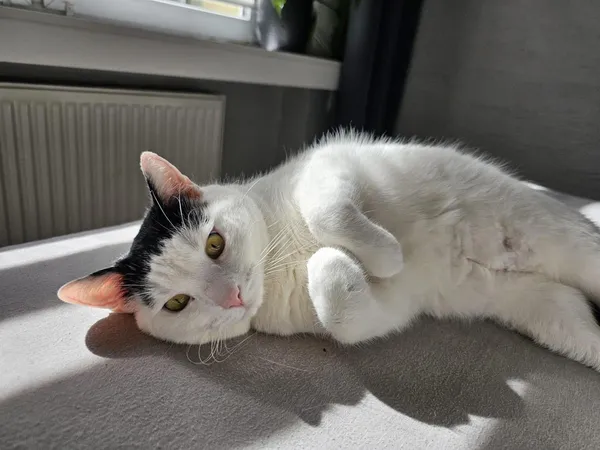 Zaginął kot, Ruda Śląska, Halemba, 9 sierpnia 2024 (2/2)