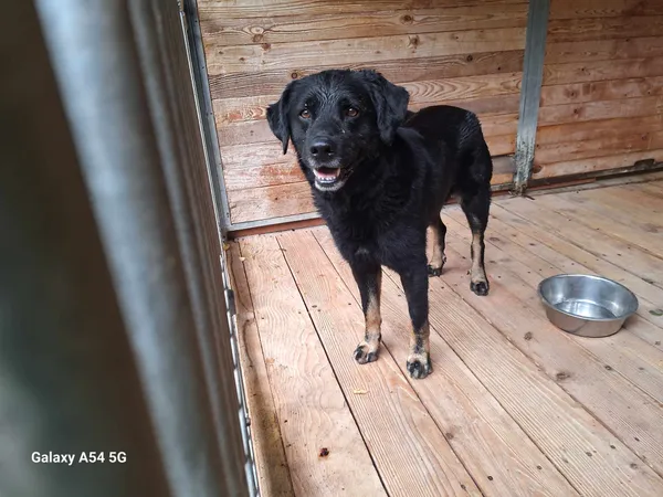 Pies do adopcji, Orzechowce, 9 sierpnia 2024 (1/4)