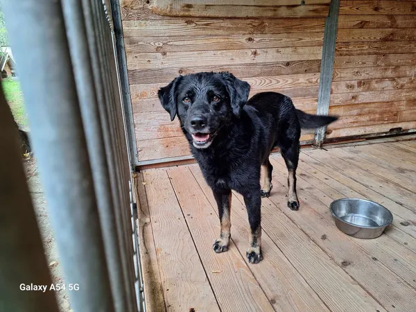 Pies do adopcji, Orzechowce, 9 sierpnia 2024 (2/4)