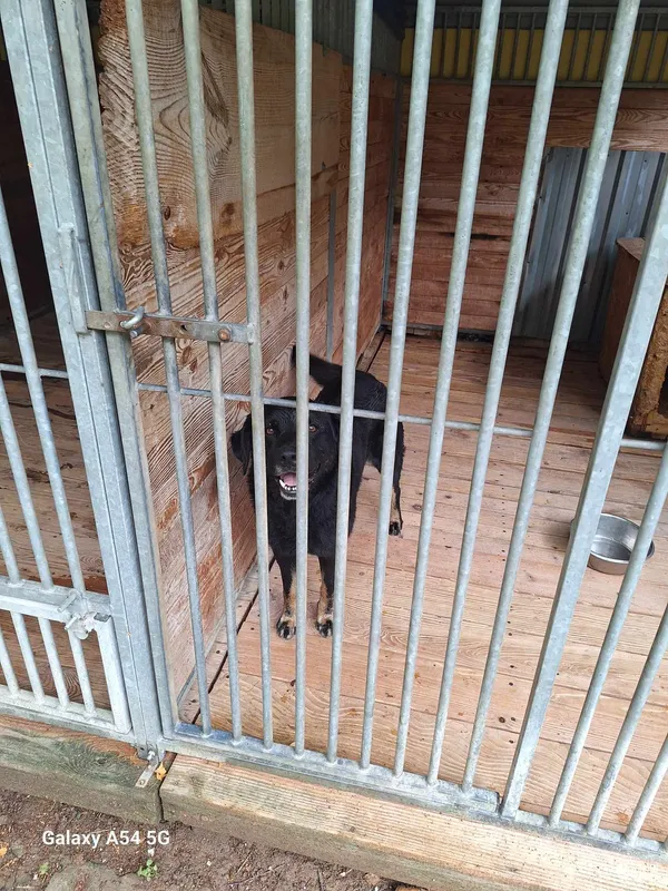 Pies do adopcji, Orzechowce, 9 sierpnia 2024 (3/4)