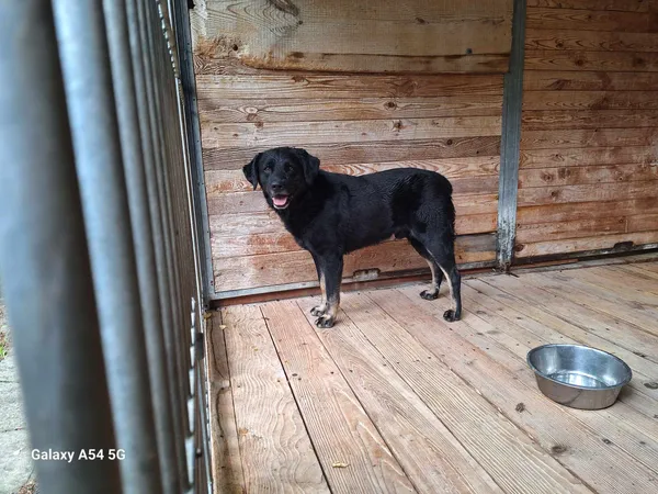 Pies do adopcji, Orzechowce, 9 sierpnia 2024 (4/4)