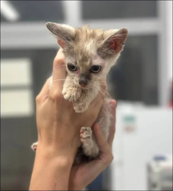 Znaleziono kota, Grudziądz, 9 sierpnia 2024