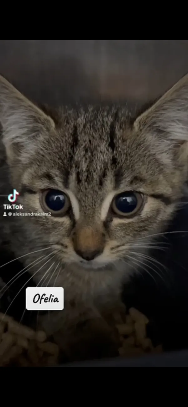 Kot do adopcji, Radom, 10 sierpnia 2024