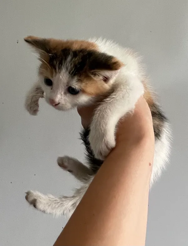 Znaleziono kota, Lublin, 9 sierpnia 2024