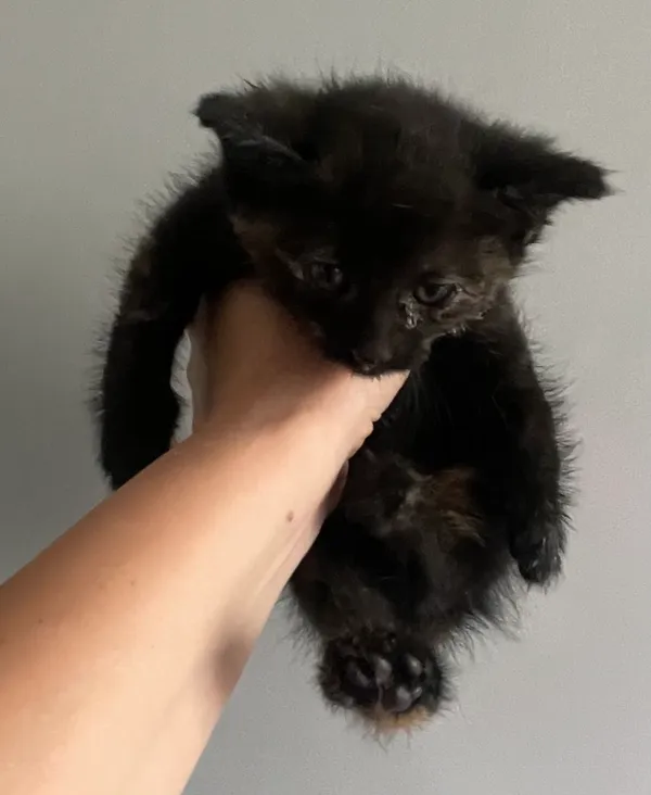 Znaleziono kota, Lublin, 9 sierpnia 2024