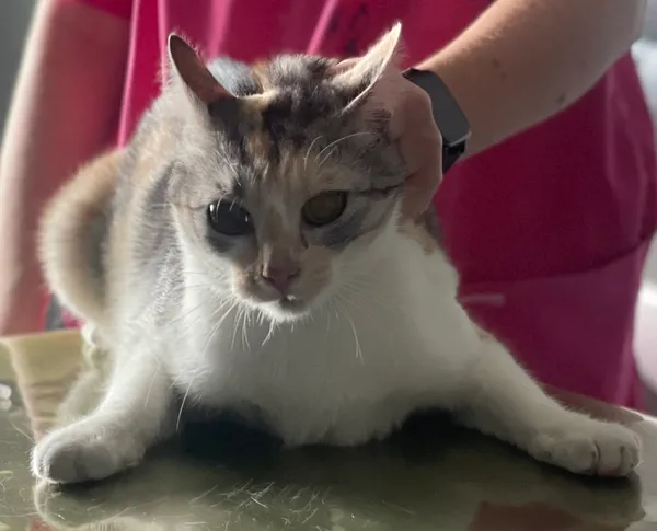 Znaleziono kota, Lublin, 9 sierpnia 2024