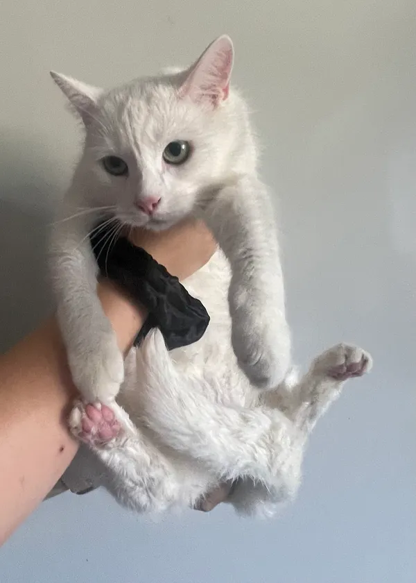 Znaleziono kota, Lublin, 9 sierpnia 2024