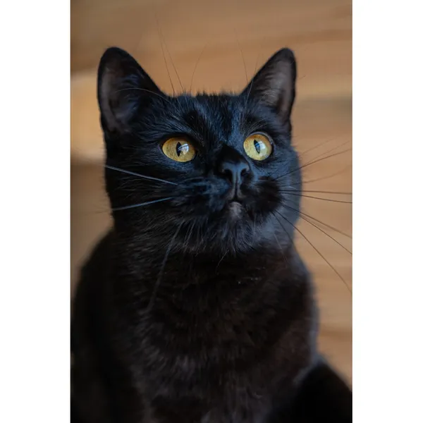 Znaleziono kota, Białystok, 9 sierpnia 2024 (2/5)