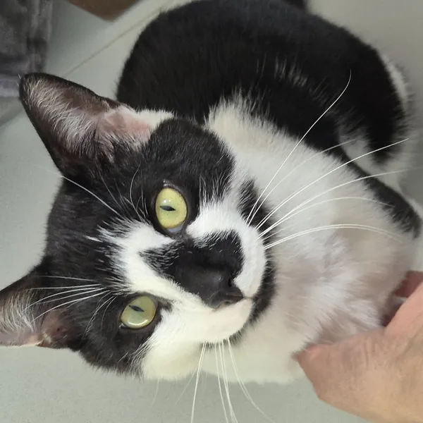 Zaginął kot, Łódź, 10 sierpnia 2024