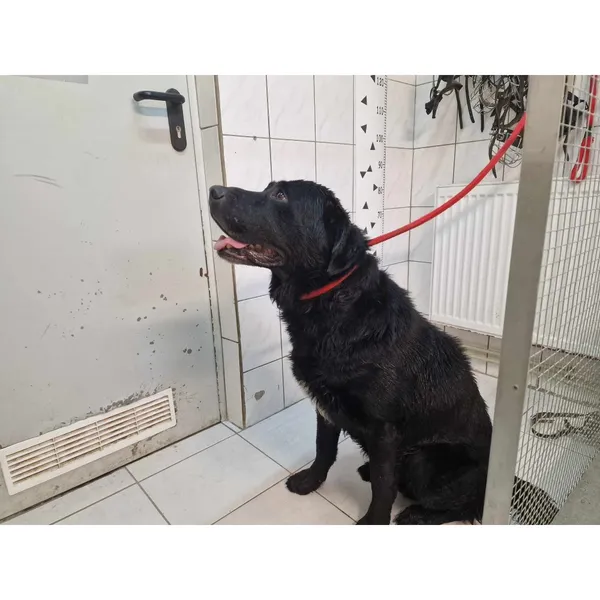 Znaleziono psa, Białystok, 10 sierpnia 2024