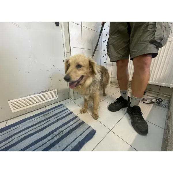 Znaleziono psa, Białystok, 9 sierpnia 2024