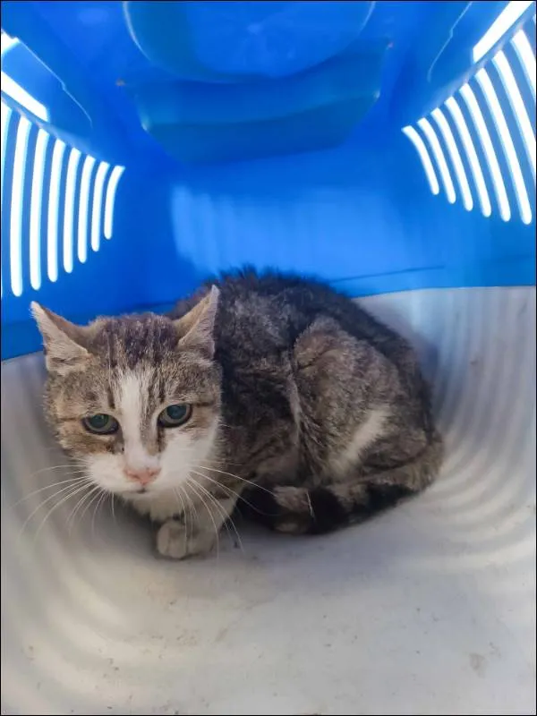 Znaleziono kota, Grudziądz, 10 sierpnia 2024