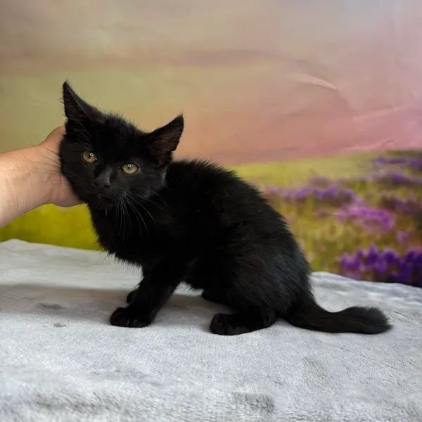 Kot do adopcji, Kielce, 10 sierpnia 2024