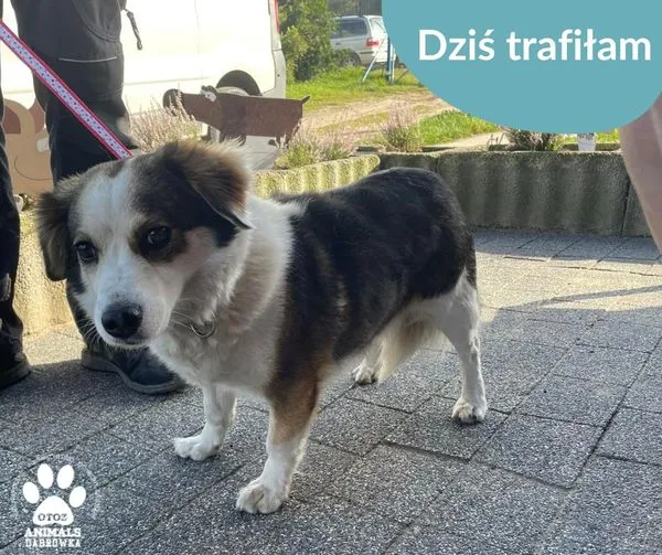 Znaleziono psa, Dąbrówka, 10 sierpnia 2024 (1/2)