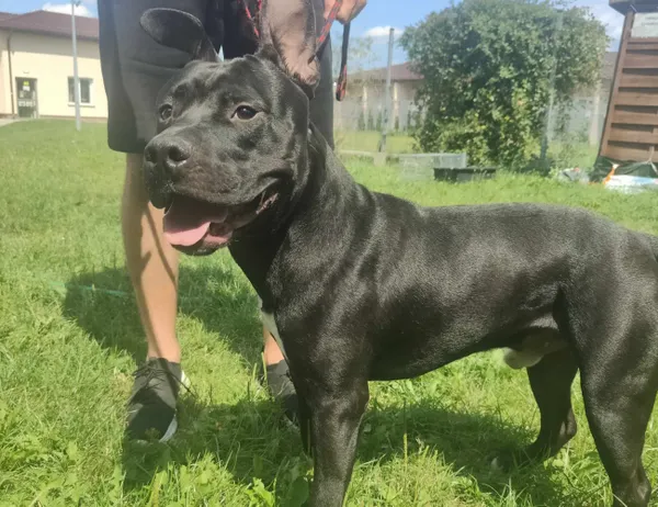 Znaleziono psa, Świdnica, 10 sierpnia 2024