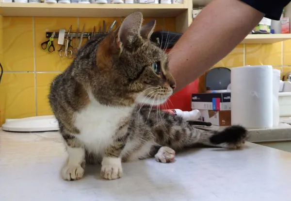 Znaleziono kota, Łódź, 10 sierpnia 2024 (2/2)