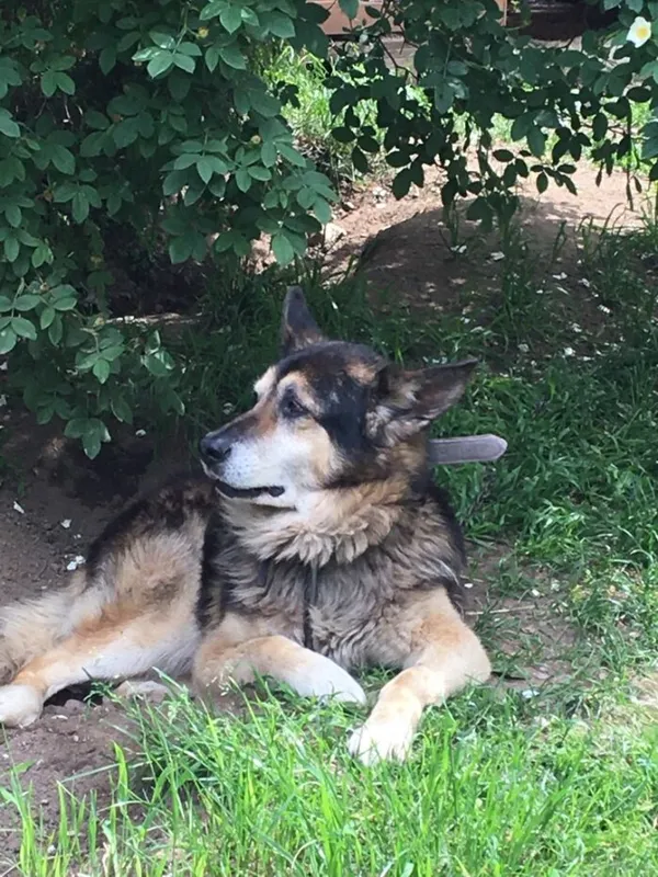 Zaginął pies, Strzelczyn, 11 sierpnia 2024