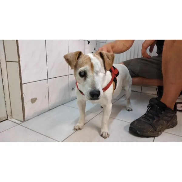 Znaleziono psa, Białystok, 10 sierpnia 2024