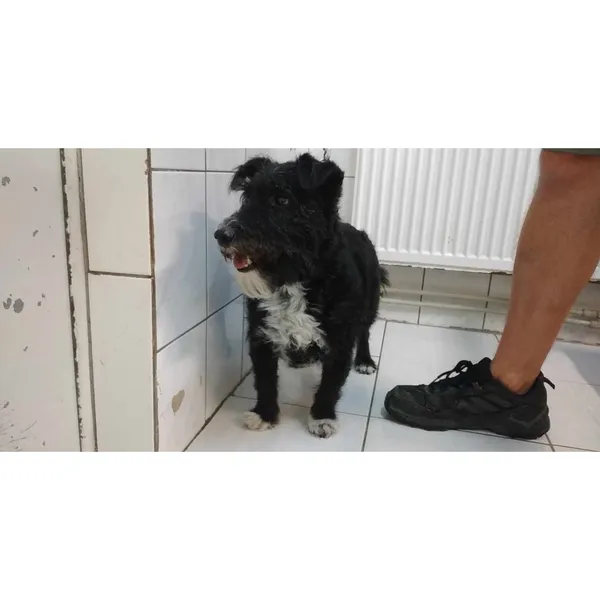 Znaleziono psa, Białystok, 10 sierpnia 2024