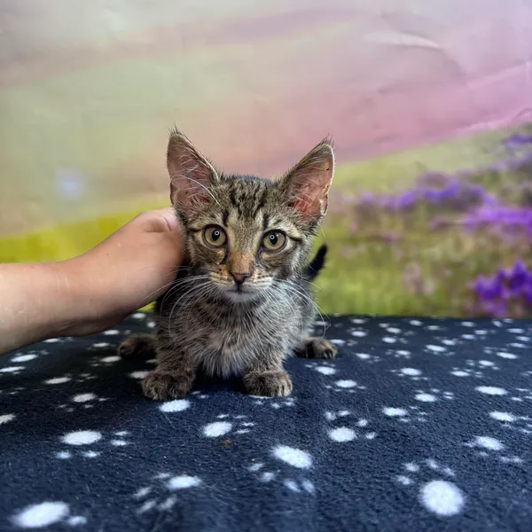 Kot do adopcji, Kielce, 11 sierpnia 2024