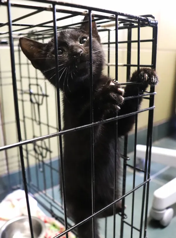 Znaleziono kota, Łódź, 10 sierpnia 2024