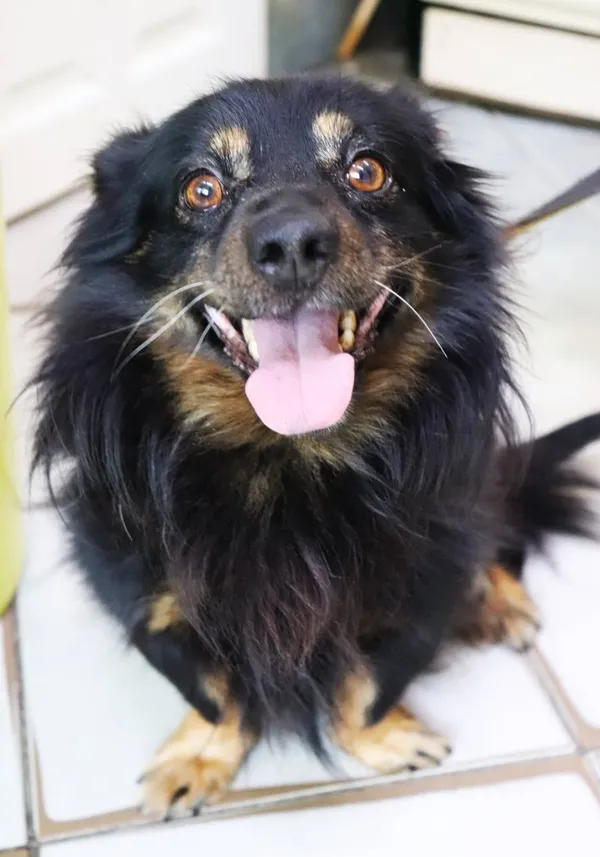 Znaleziono psa, Łódź, 11 sierpnia 2024 (2/3)