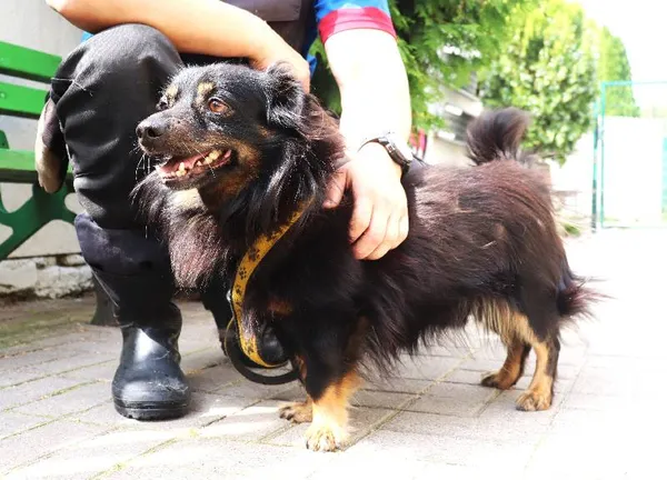 Znaleziono psa, Łódź, 11 sierpnia 2024 (3/3)