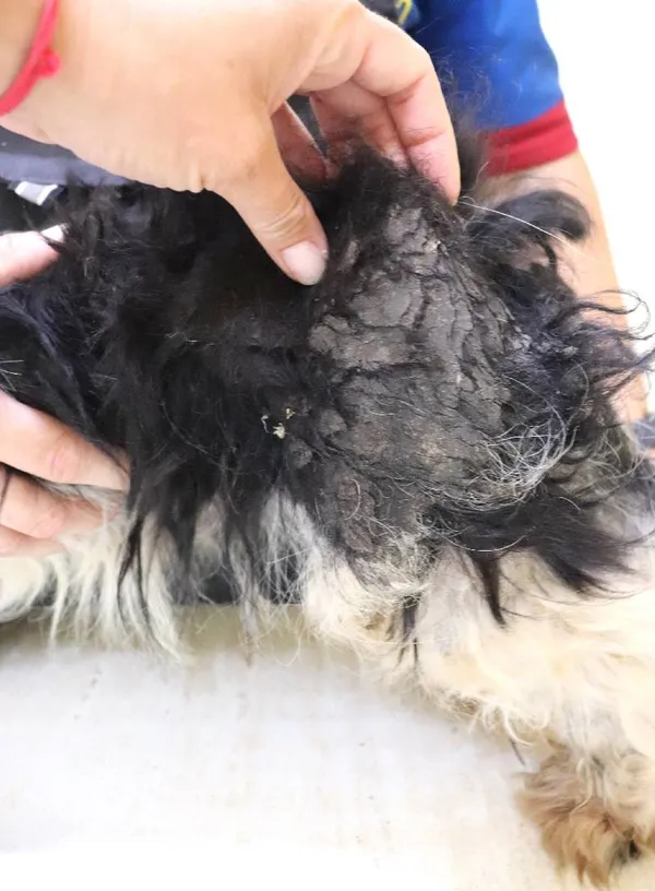 Znaleziono psa, Łódź, 11 sierpnia 2024 (2/3)