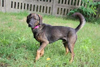 Pies do adopcji, Oborniki, 31 lipca 2024 (1/5)