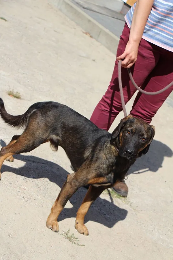 Pies do adopcji, Oborniki, 31 lipca 2024 (3/5)