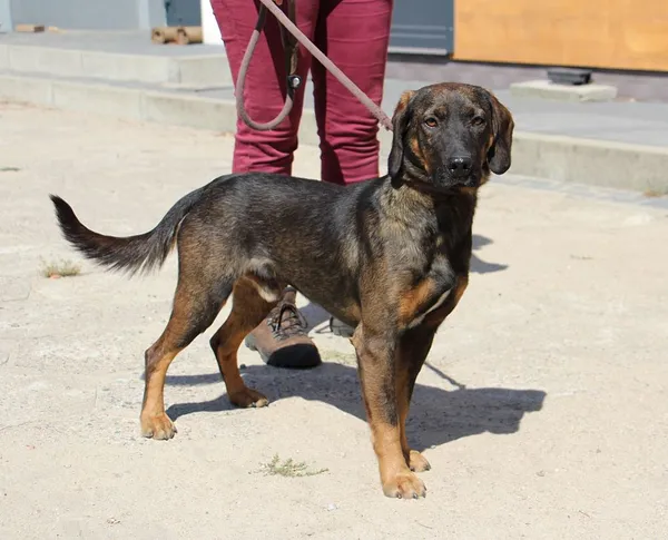 Pies do adopcji, Oborniki, 31 lipca 2024 (4/5)