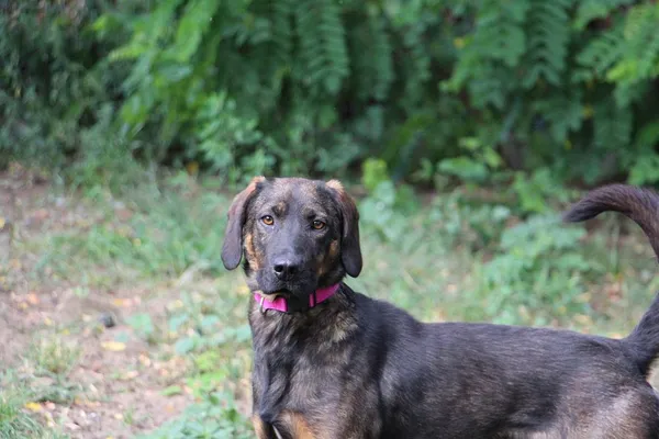 Pies do adopcji, Oborniki, 31 lipca 2024 (5/5)