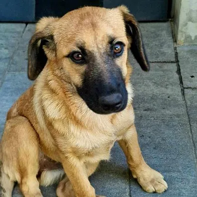 Pies do adopcji, Oborniki, 29 lipca 2024 (1/5)