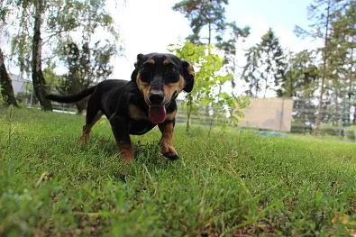 Pies do adopcji, Oborniki, 22 lipca 2024 (1/5)