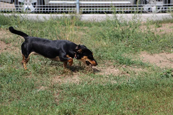 Pies do adopcji, Oborniki, 22 lipca 2024 (4/5)