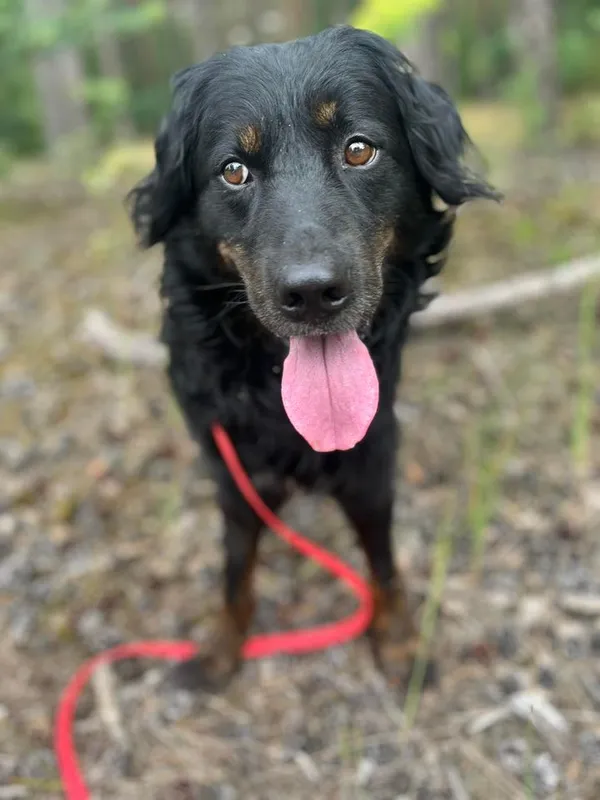 Pies do adopcji, Oborniki, 18 lipca 2024 (2/5)