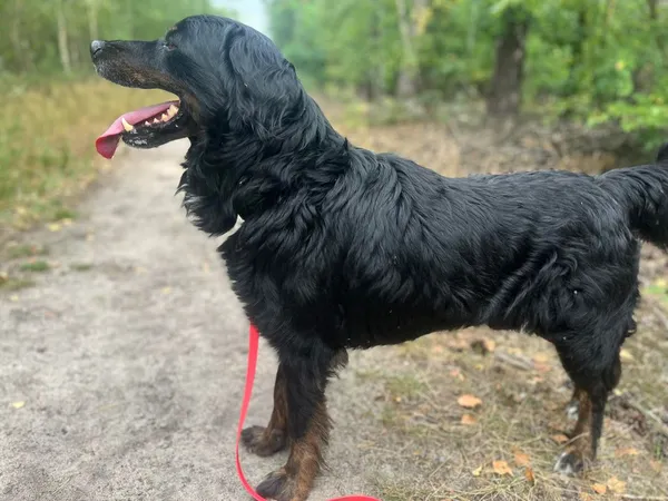 Pies do adopcji, Oborniki, 18 lipca 2024 (4/5)