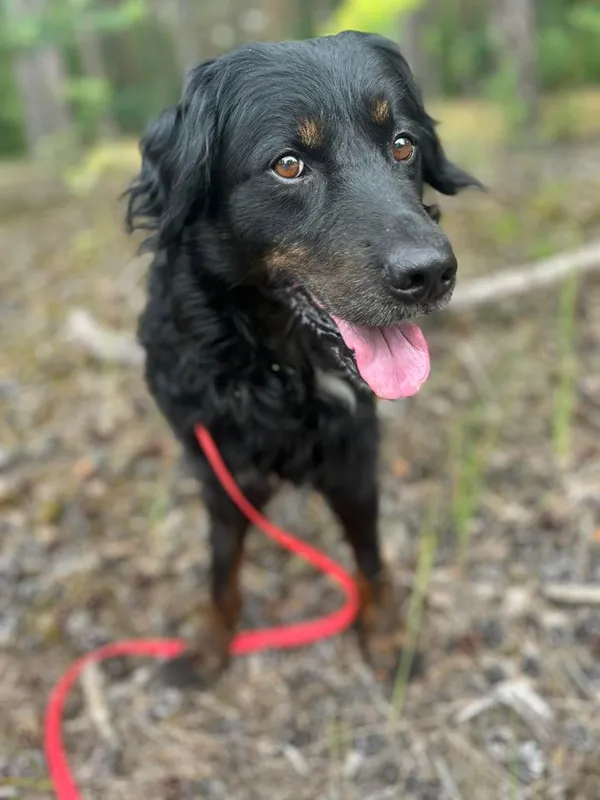 Pies do adopcji, Oborniki, 18 lipca 2024 (5/5)