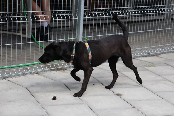 Pies do adopcji, Oborniki, 12 lipca 2024 (2/5)