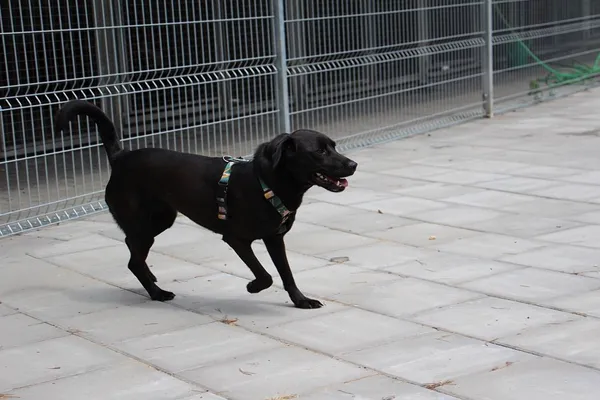 Pies do adopcji, Oborniki, 12 lipca 2024 (3/5)